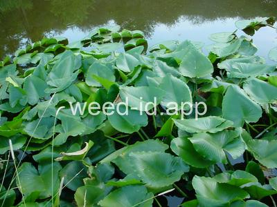 waterlily, yellow