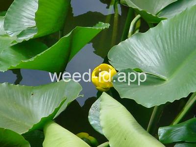 waterlily, yellow