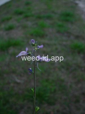 Nuttalanthus canadensis
