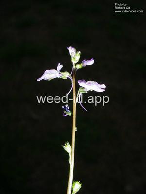 toadflax, oldfield