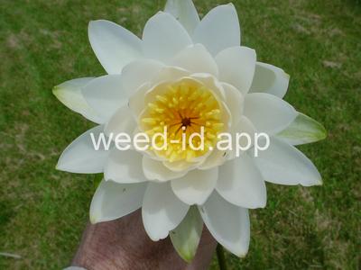 waterlily, fragrant