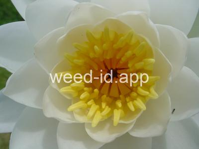 waterlily, fragrant