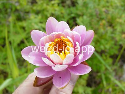 waterlily, fragrant