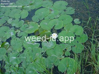 waterlily, fragrant