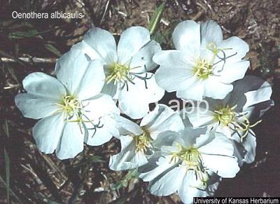 eveningprimrose, prairie