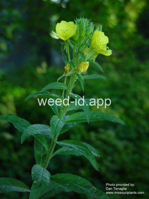 eveningprimrose, common