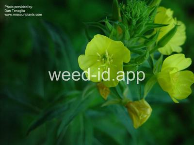 eveningprimrose, common