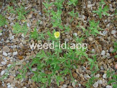 Oenothera contorta