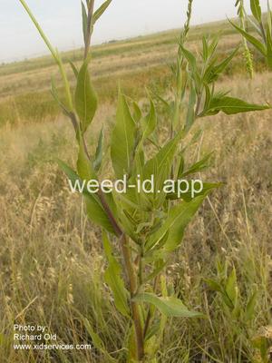 gaura, small-flowered