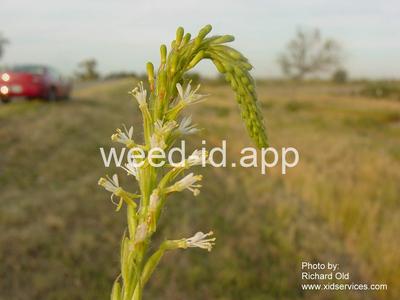 gaura, small-flowered