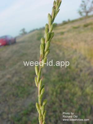gaura, small-flowered