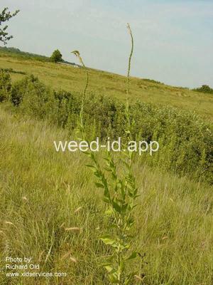 gaura, small-flowered