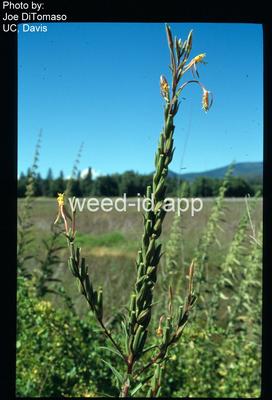 eveningprimrose, Hooker's