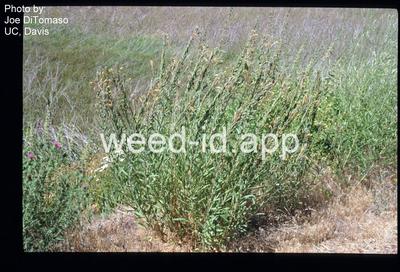 eveningprimrose, Hooker's