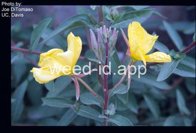 eveningprimrose, Hooker's