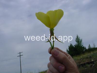 Oenothera erythrosepala