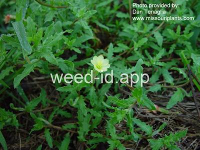 eveningprimrose, cutleaf