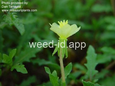 eveningprimrose, cutleaf