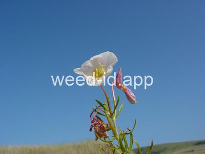 Oenothera pallida