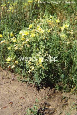 eveningprimrose, small-flowered