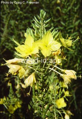 eveningprimrose, small-flowered