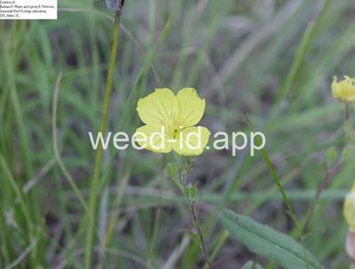 Oenothera perennis
