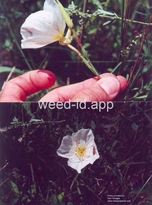 eveningprimrose, showy