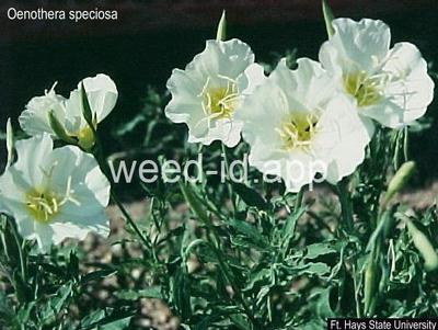 eveningprimrose, showy