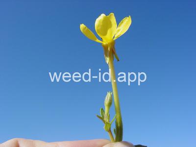 Oenothera strigosa