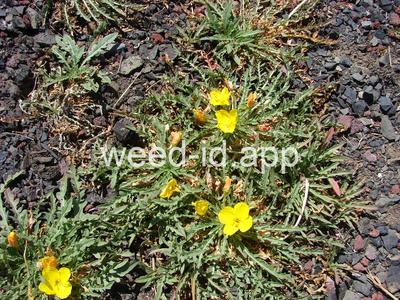 Oenothera tanacetifolia