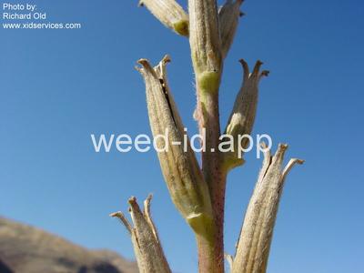 eveningprimrose, silky