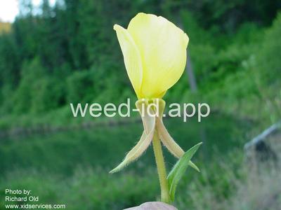 eveningprimrose, silky