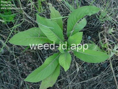 eveningprimrose, silky