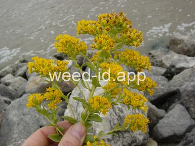Oligoneuron rigidum
