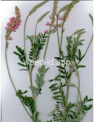 Onobrychis viciifolia