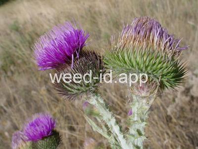thistle, Scotch