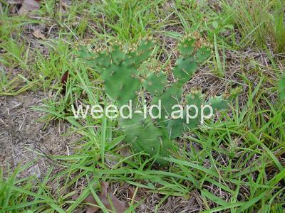 pricklypear, spreading
