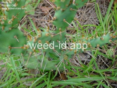 pricklypear, spreading