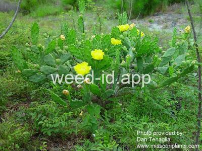 pricklypear, spreading