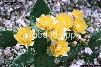 pricklypear, spreading