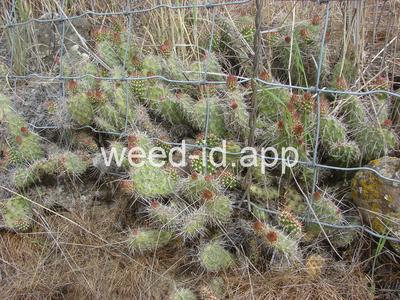 pricklypear, plains