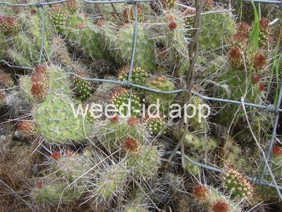 pricklypear, plains