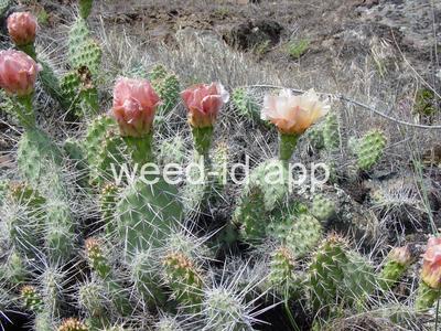 pricklypear, plains