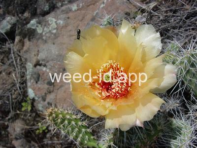pricklypear, plains