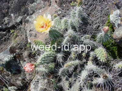 pricklypear, plains