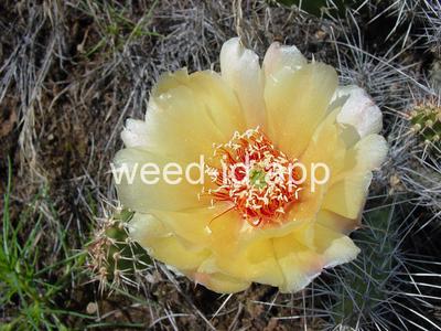 pricklypear, plains