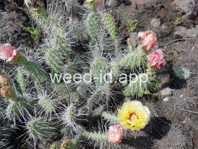pricklypear, plains