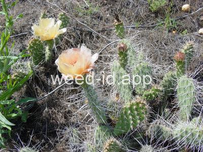 pricklypear, plains