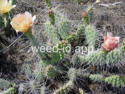 pricklypear, plains