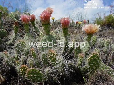 pricklypear, plains